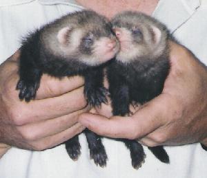 Ferrets