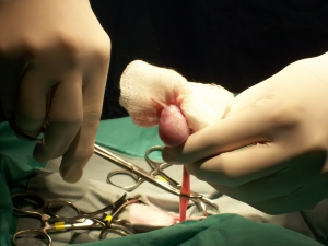 Dog neuter at the Monroe Animal Hospital