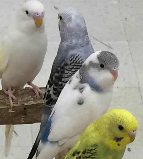 Parakeets Parakeets