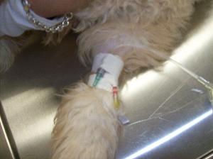 IV catheter placed before spay at Monroe Animal Hospital