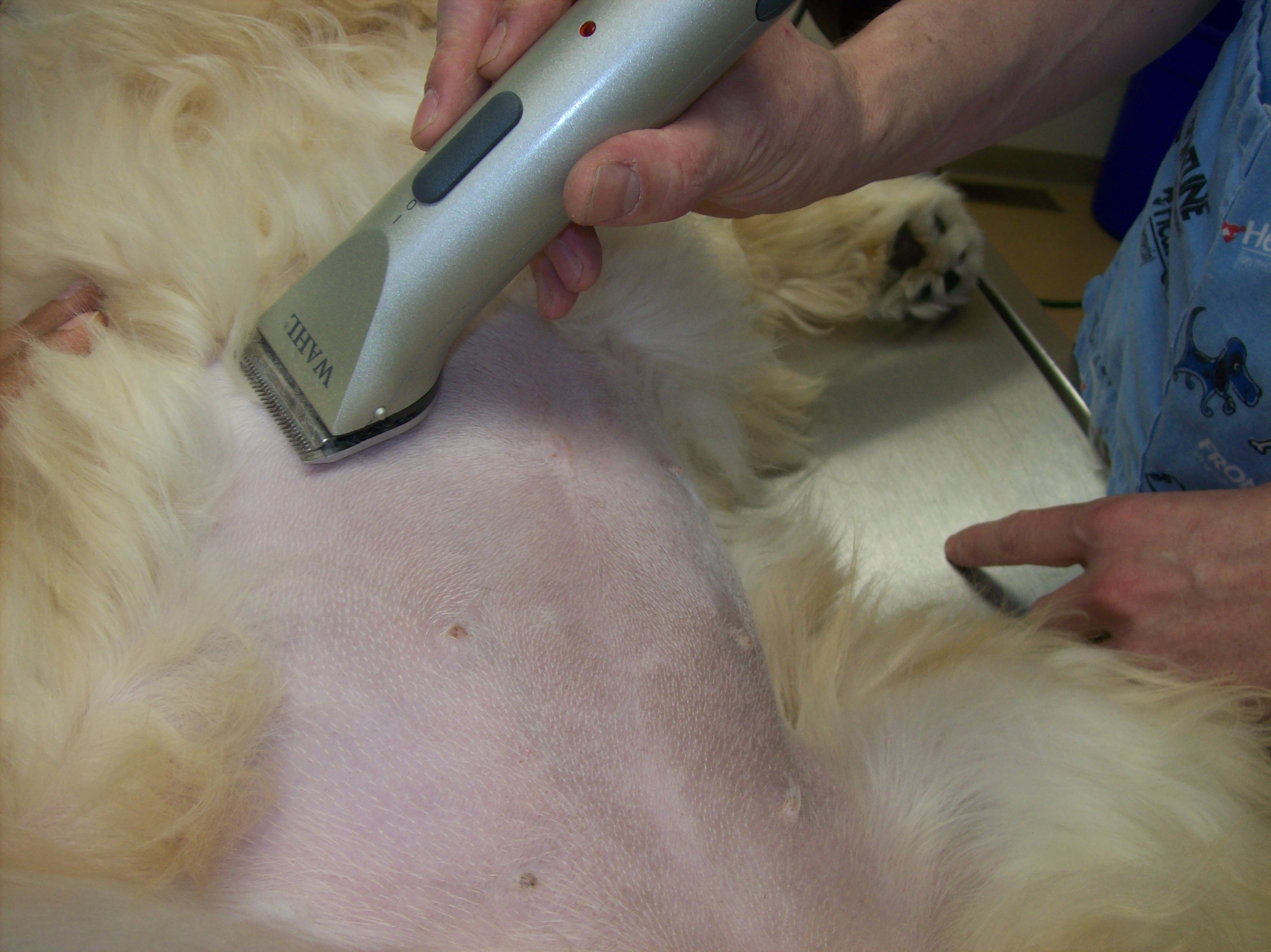 Spay site being shaved at the Monroe Animal Hospital