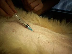 Local anesthetic being placed before dog spay at Monroe Animal Hospital