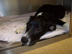 A dog relaxing after receiving pre-medication at the Monroe Animal Hospital before being neutered