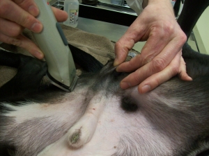 A surgery site being shaved for neuter surgery at the Monroe Animal Hospital