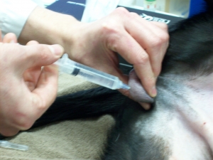 A local anesthetic injection before neutering at the Monroe Animal Hospital