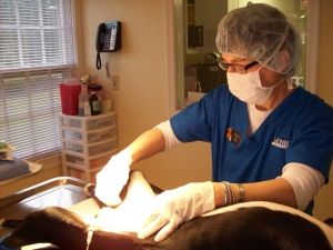 Carolyn Miller, a technician at the Monroe Animal Hospital scrubbing a dog before neuter surgery