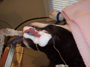 Preventative dentistry at the Monroe Animal Hospital:  Fluoride application 