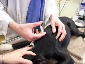 Bayer Microchip being placed at the Monroe Animal Hospital before neuter surgery