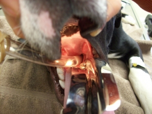 A breathing tube bing placed before surgery at the Monroe Animal Hospital