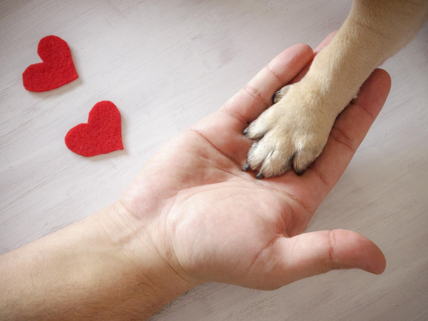 Paw in Hand with Hearts