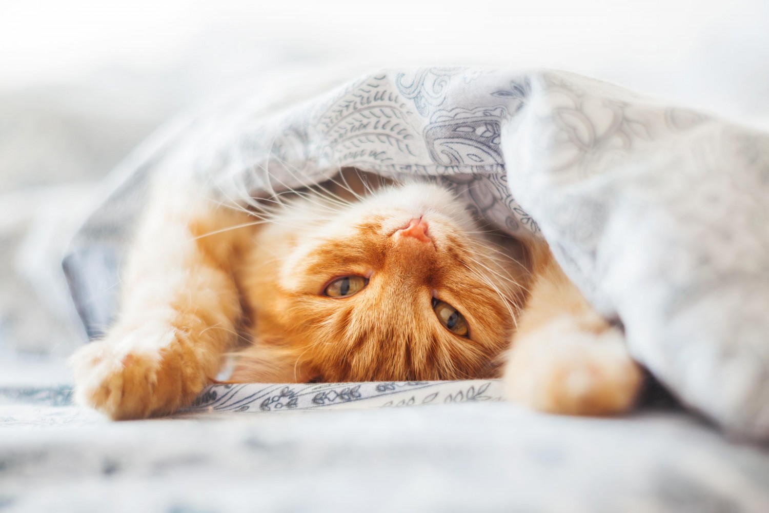 sleepy kitty